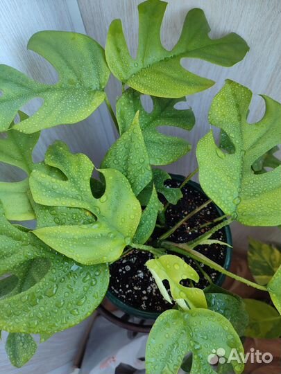 Монстера минима рафидофора
