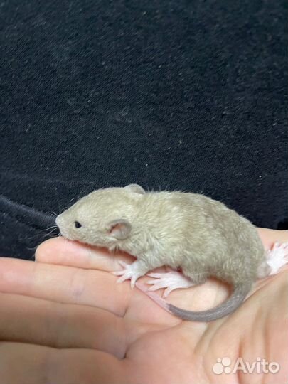 Крысы малыши