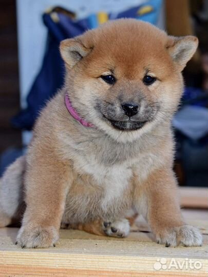 Сиба ину девочка