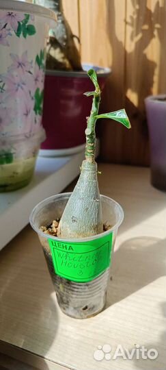 Адениум привитой