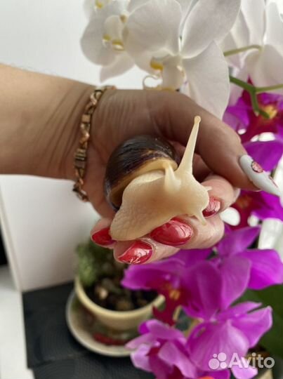 Улитки ахатины