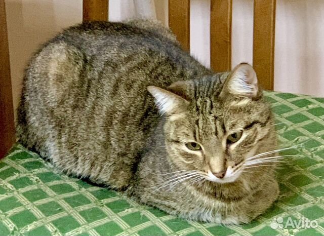 Котик в добрые ручки