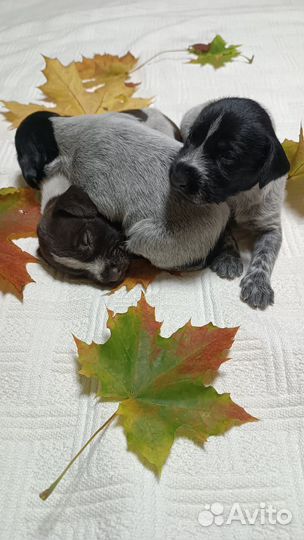 Щенки дратхаара