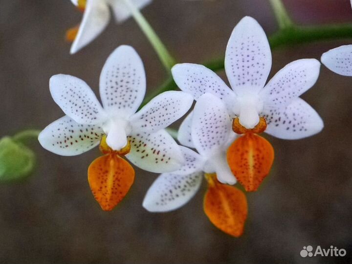 Орхидея Фаленопсис P. Mini Mark 'Holm'