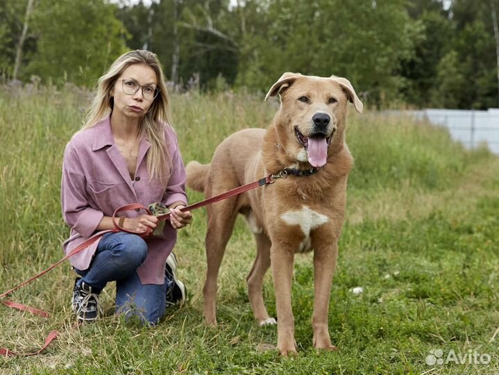 Эксклюзивный пёс в дар