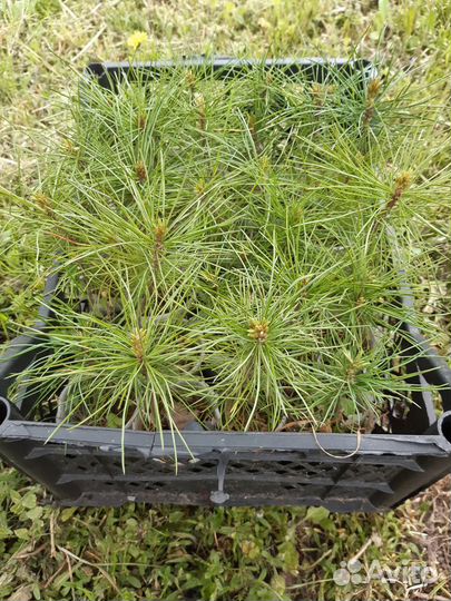 Кедр сибирский (сосна кедровая)