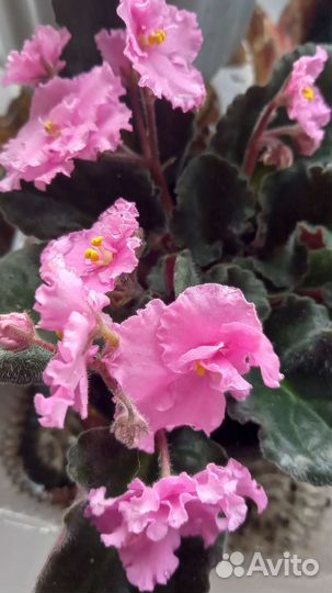 Фиалка розовая махровая