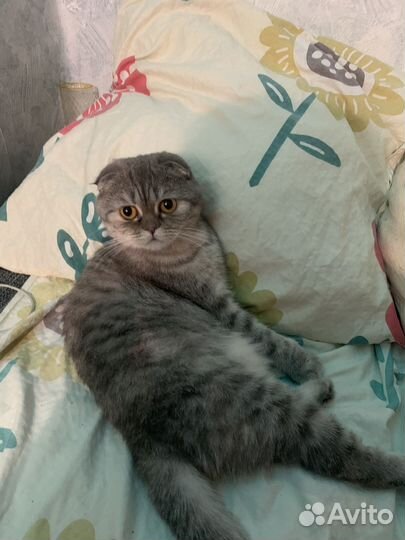 Вязка с котом