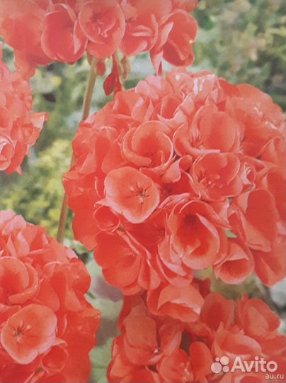 Пеларгония семена