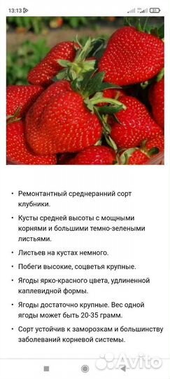 Рассада клубники