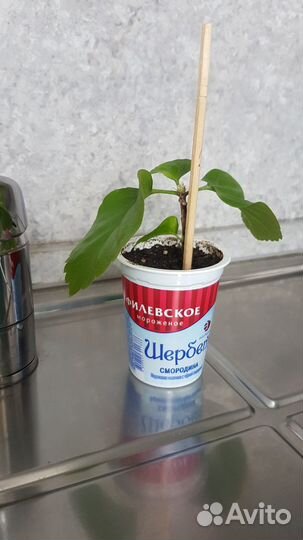 Гибискус китайская роза