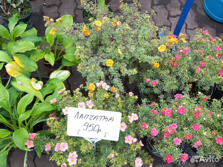 Лапчатка кустарниковая