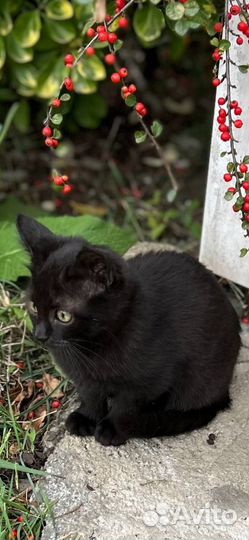 Котенок в добрые руки
