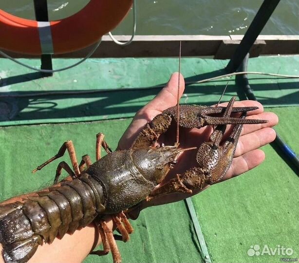 Живые раки опт и розница