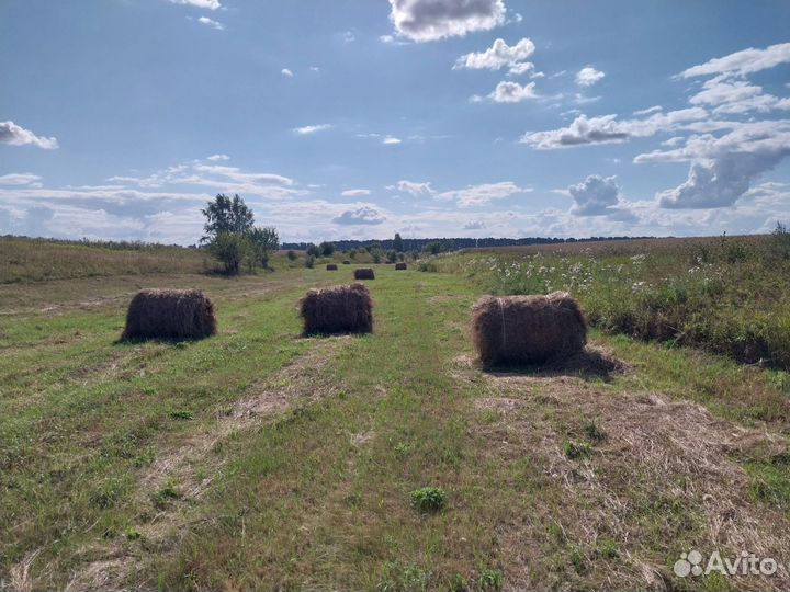 Продаю луговое сено