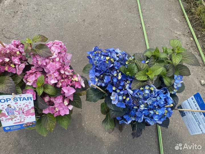 Гортензия вечное лето