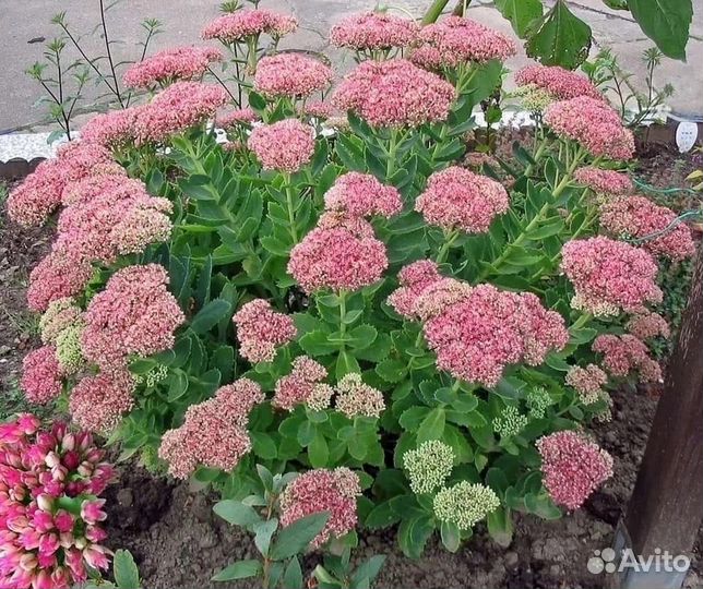 Живучка, Хоста, Очиток, Рябчик, Пролески