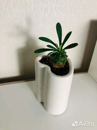 Кактусы и суккуленты