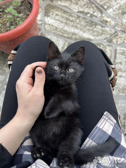 Черный котенок мальчик,отдаю в добрые руки