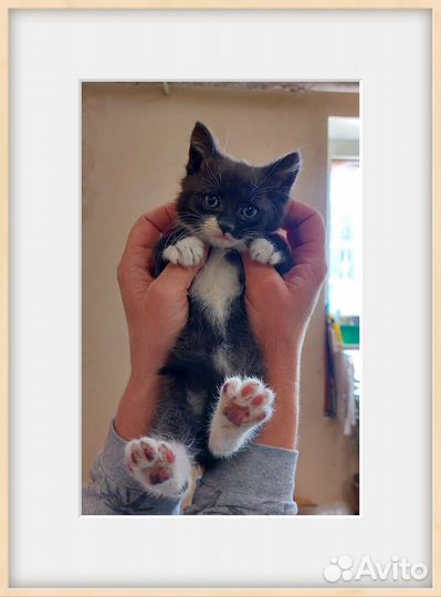 Дымчатый котенок