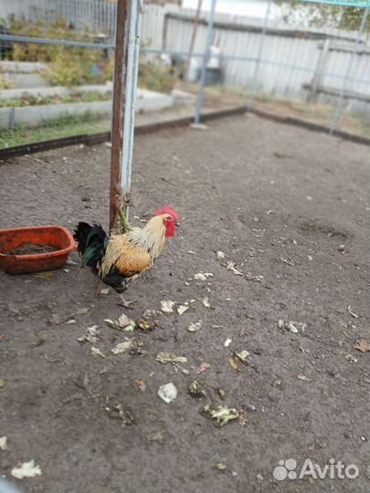 Молодые петухи