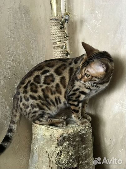 Бенгалтская кошка