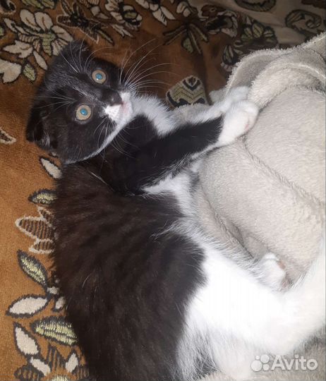 Кошка в дар