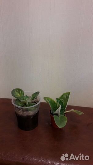 Фиалка цветущая; клеродендрум