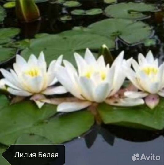 Нимфеи кувшинки