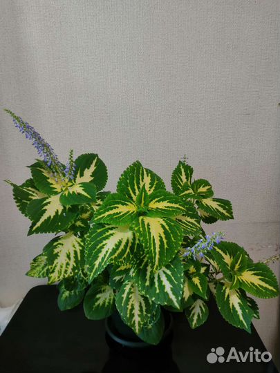 Колеусы вегетативные