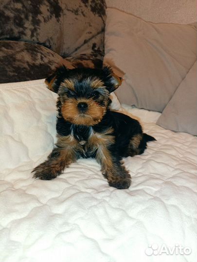 Девочка йорочка