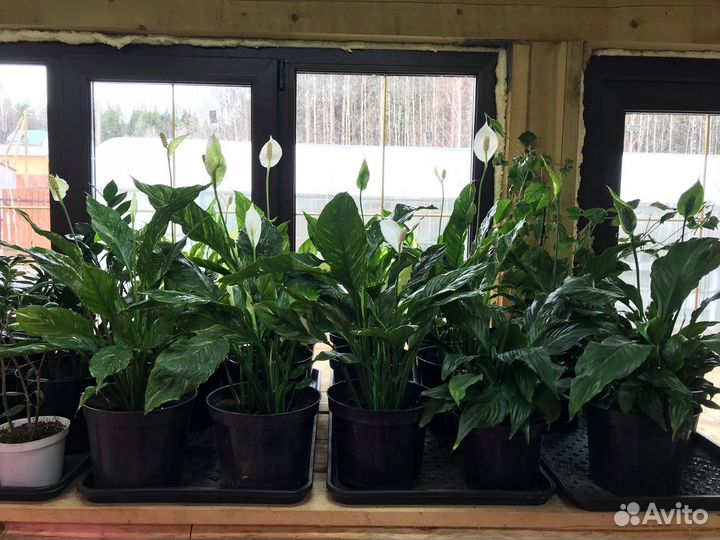 Спатифиллум домино