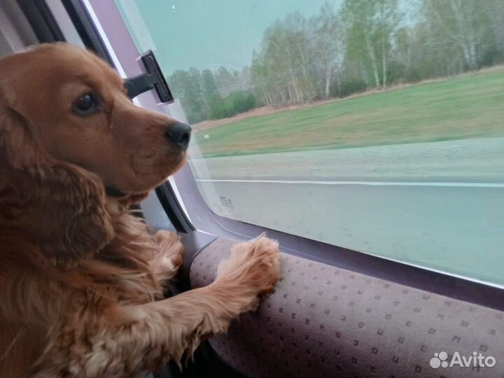 Вязка собак