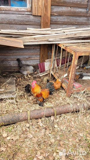 Китайские шелковые яйцо