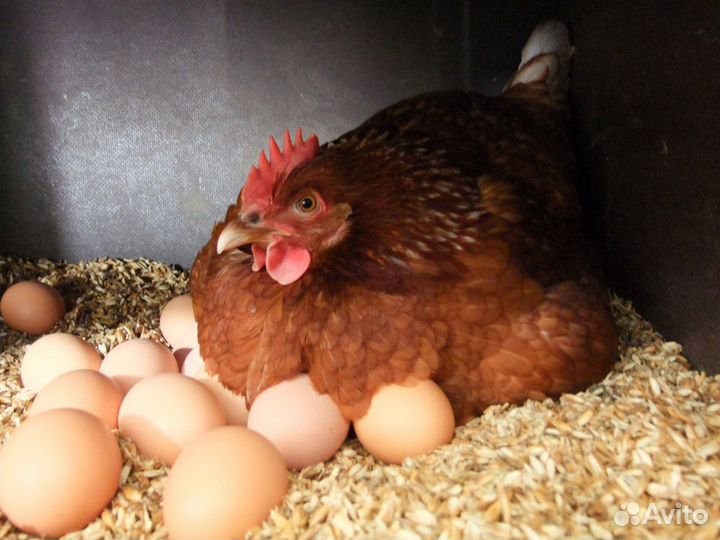 Яйца домашние куриные