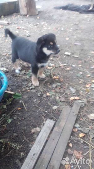 Щенок в добрые руки