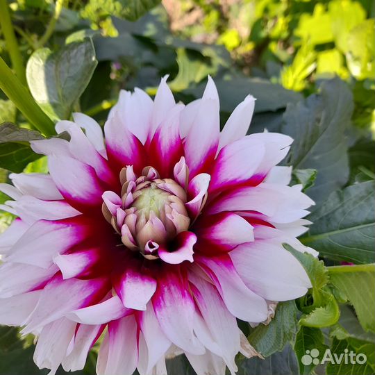 Растения цветы для сада