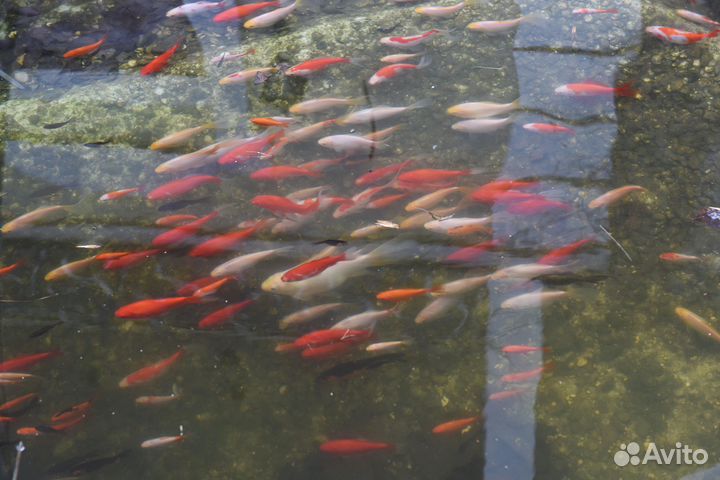 Декоративные рыбы для садового пруда