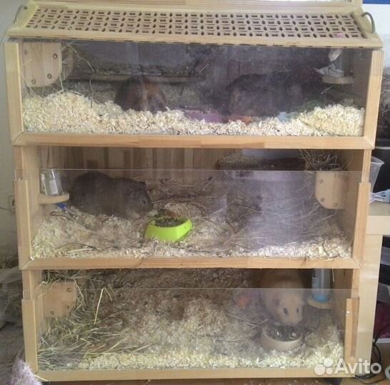 Домик для морских свинок