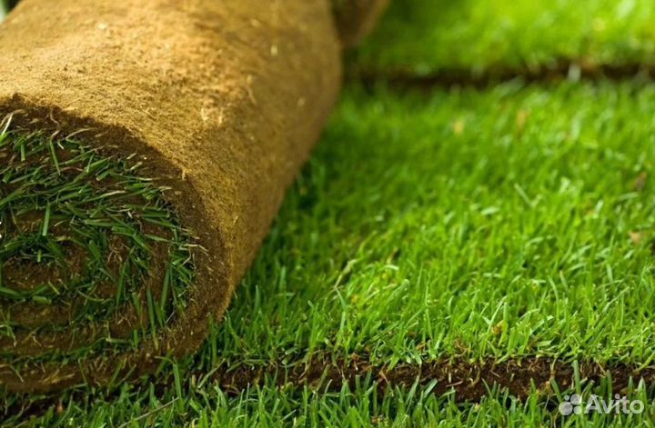 Рулонный газон (зеленый)