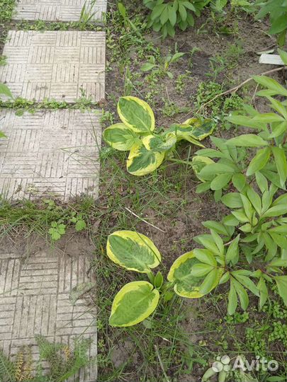 Коллекция хост