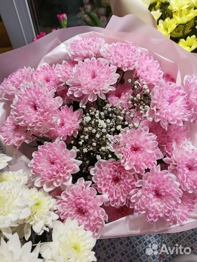 Цветы хризантемы