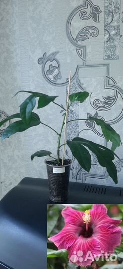 Сортовые гибискусы