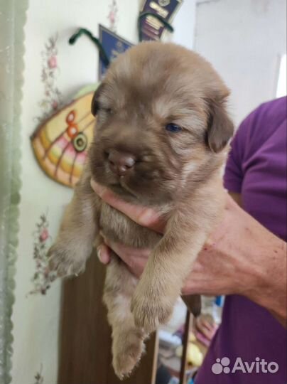 Собаки бесплатно в добрые руки щенки