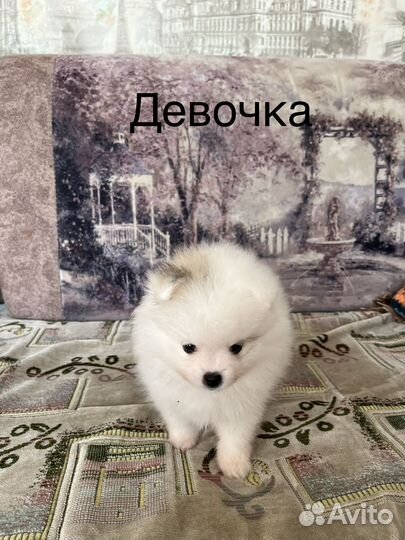 Щенки померанского шпица