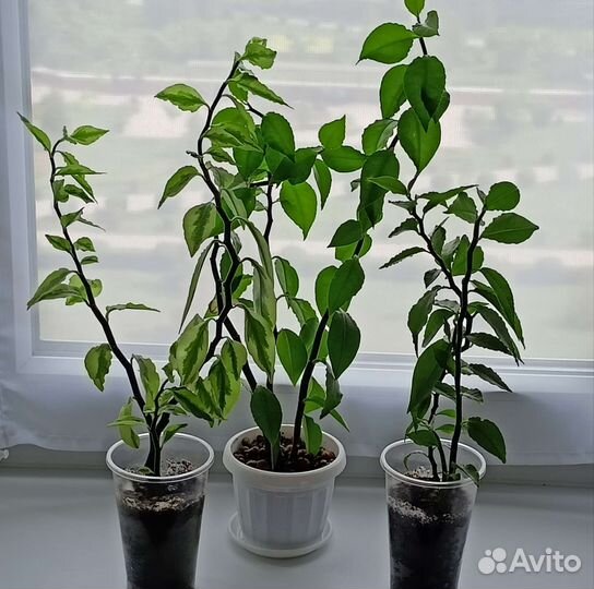 Педилантус