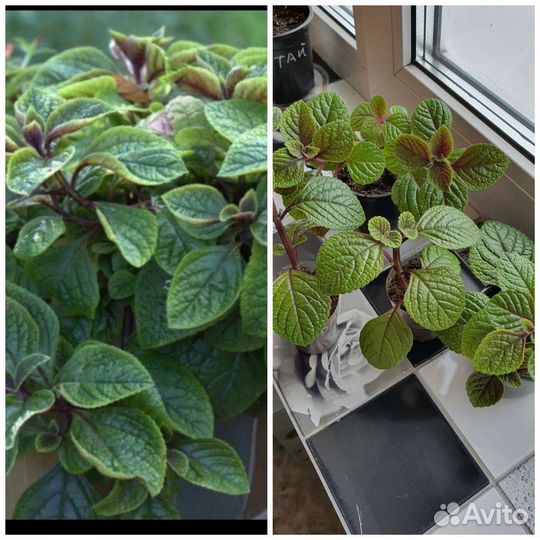 Плекрантус, каллизия Розовая пантера,фикус, фуксия