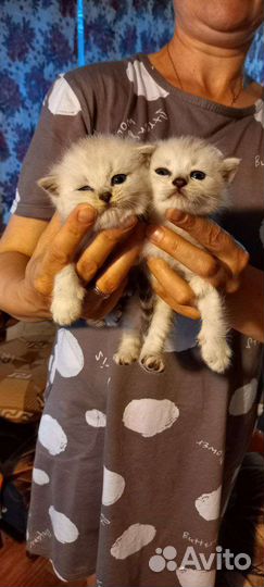 Британские котята