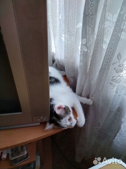 Кошечка в добрые руки