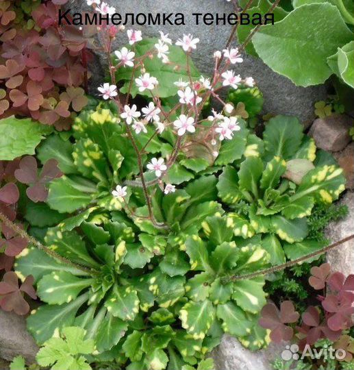 Живучка ползучая, примула, стахис и др